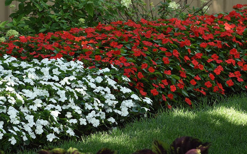 Cách chăm sóc hoa Mai Địa Thảo