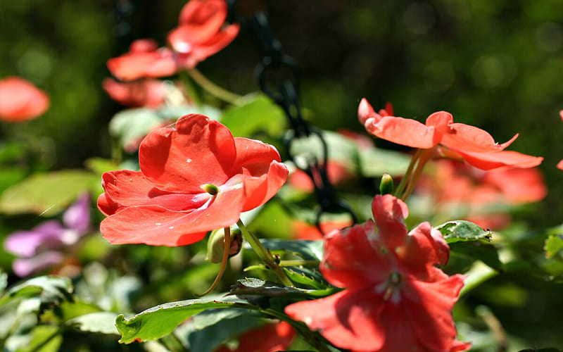 Hoa Mai Địa Thảo là hoa gì?