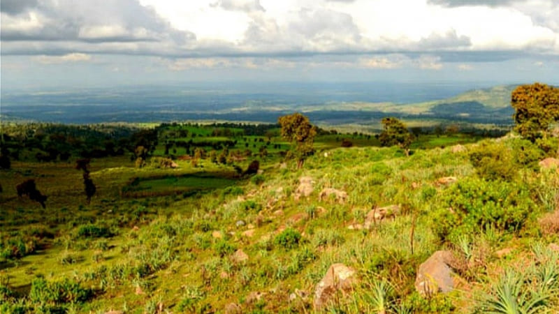 Nguồn gốc của hoa Mai Địa Thảo