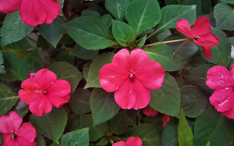 Hoa Mai Địa Thảo mịn màng