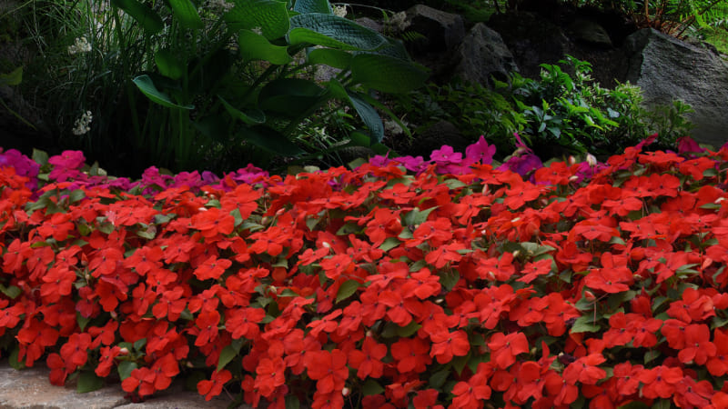 Ý nghĩa của hoa Mai Địa Thảo