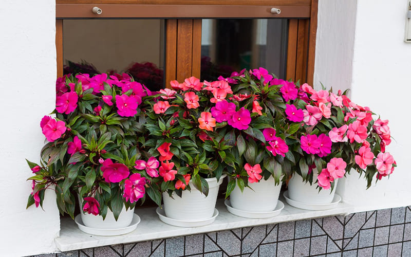 Hoa Mai Địa Thảo bên khung cửa sổ