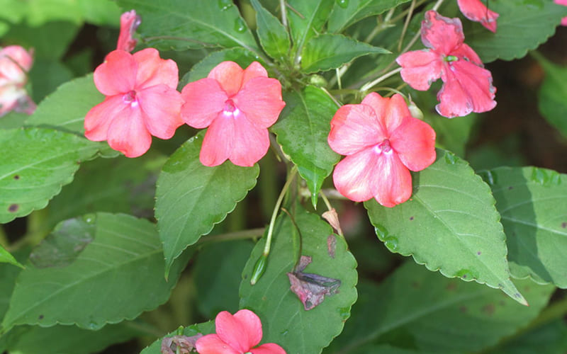 Các bệnh thường gặp và cách phòng trừ