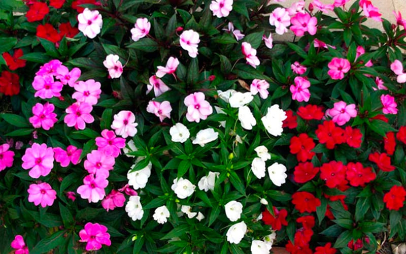 Đặc điểm nhận dạng hoa Mai Địa Thảo