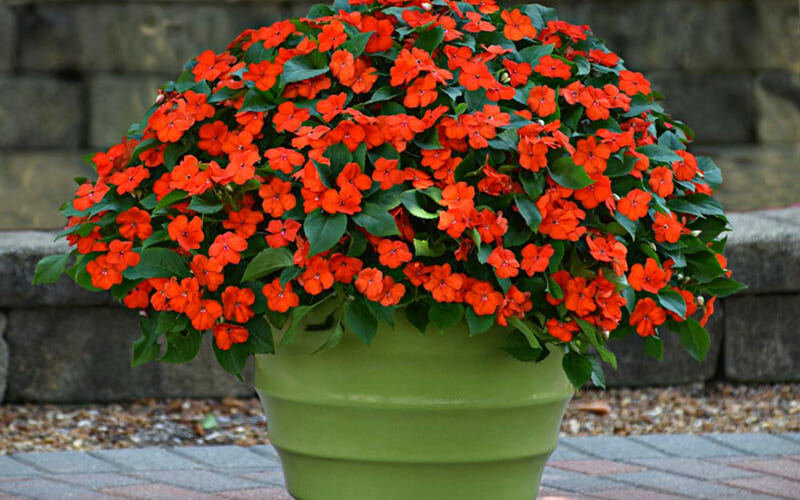 Có thể trồng Mai Địa Thảo trong phòng máy lạnh không?