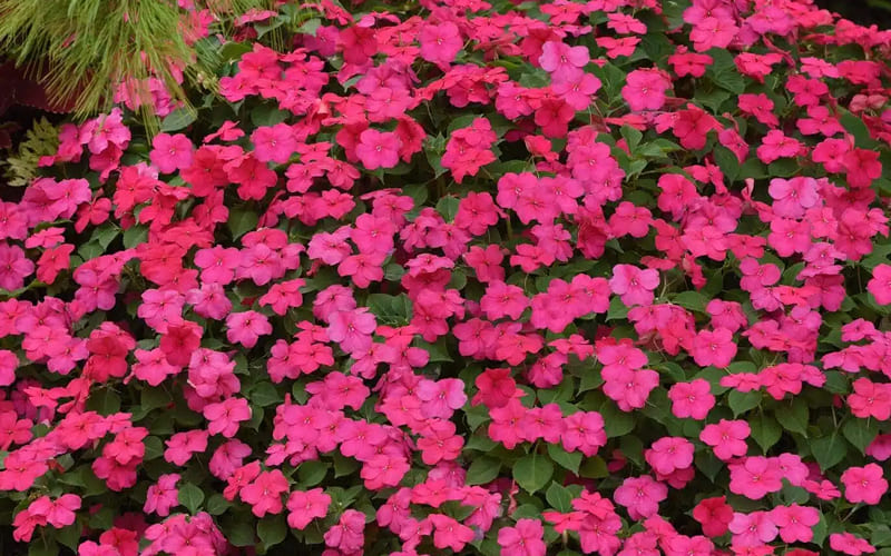 Hoa Mai Địa Thảo hồng rực rỡ