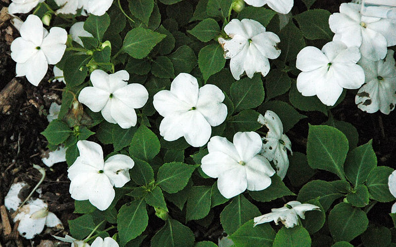 Hoa Mai Địa Thảo trắng tinh khôi