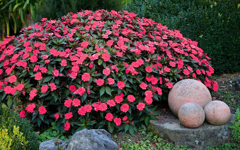 Về việc cắt tỉa