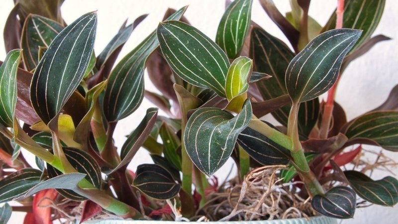 Hình ảnh hoa lan tuyết nhung 2 Hình ảnh hoa lan tuyết nhung 2