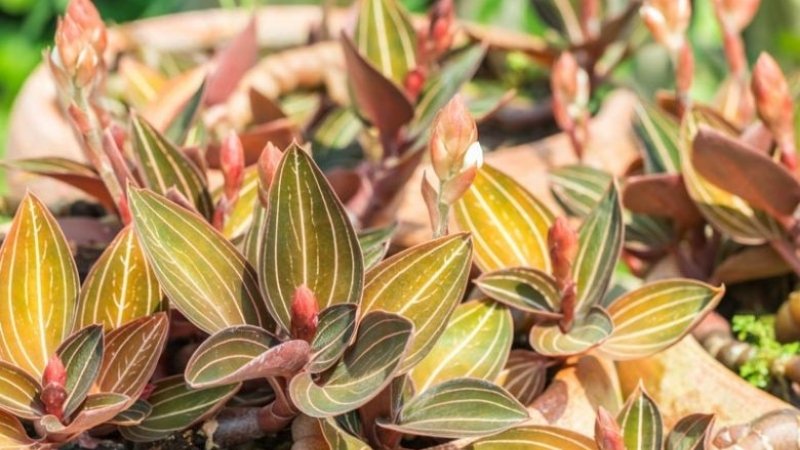 Hình ảnh hoa lan tuyết nhung 10 Hình ảnh hoa lan tuyết nhung 10