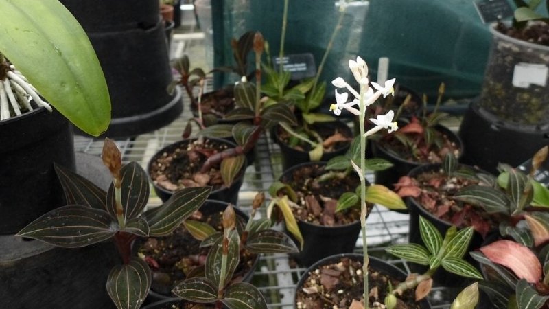 Hình ảnh hoa lan tuyết nhung 1 Hình ảnh hoa lan tuyết nhung 1