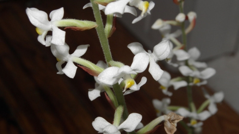 Hình ảnh hoa lan tuyết nhung 3 Hình ảnh hoa lan tuyết nhung 3