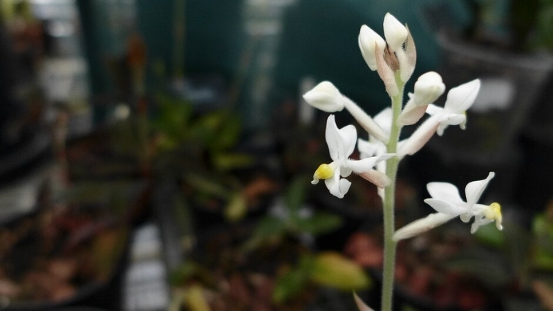 Lan tuyết nhung có nhiều công dụng trong Đông Y Lan tuyết nhung có nhiều công dụng trong Đông Y