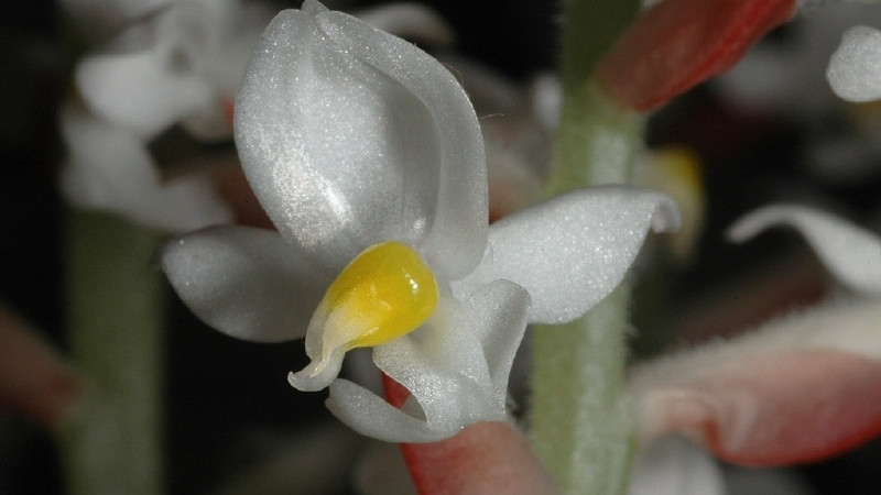 Hình ảnh hoa lan tuyết nhung 7 Hình ảnh hoa lan tuyết nhung 7