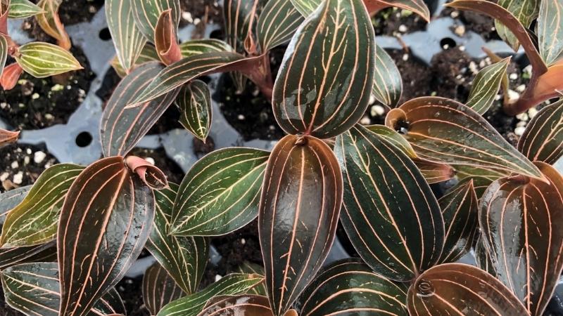 Nguyên nhân có thể do giá thể thiếu nước hoặc môi trường ẩm thấp Nguyên nhân có thể do giá thể thiếu nước hoặc môi trường ẩm thấp