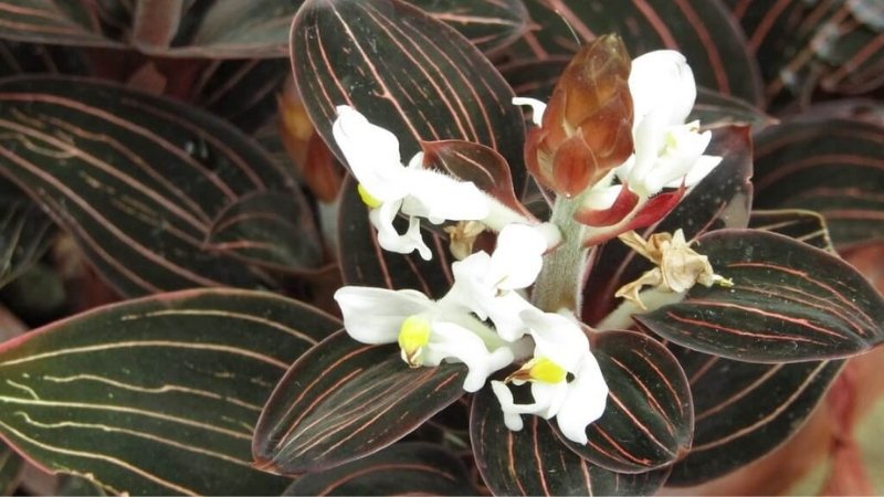 Lan tuyết nhung có nguồn gốc từ Đông Nam Á Lan tuyết nhung có nguồn gốc từ Đông Nam Á