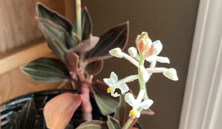 Lan Tuyết Nhung (Lan Gấm): Ý nghĩa và bí quyết chăm sóc loài lan đất quý hiếm