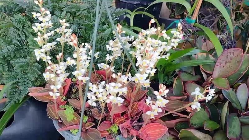 Hình ảnh hoa lan tuyết nhung 5 Hình ảnh hoa lan tuyết nhung 5