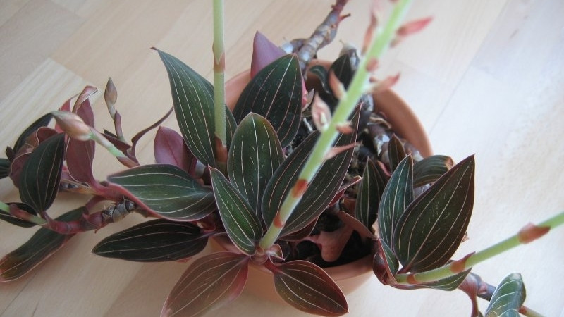 Hình ảnh hoa lan tuyết nhung 6 Hình ảnh hoa lan tuyết nhung 6