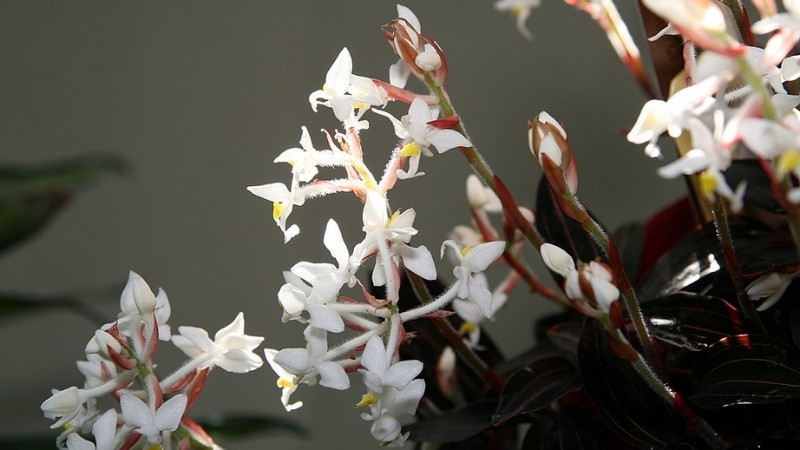 Bạn nên bón phân tan chậm hoặc phân hữu cơ Bạn nên bón phân tan chậm hoặc phân hữu cơ