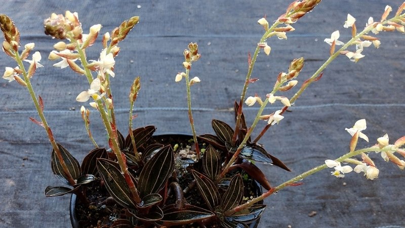 Chuẩn bị giá thể đủ độ ẩm Chuẩn bị giá thể đủ độ ẩm