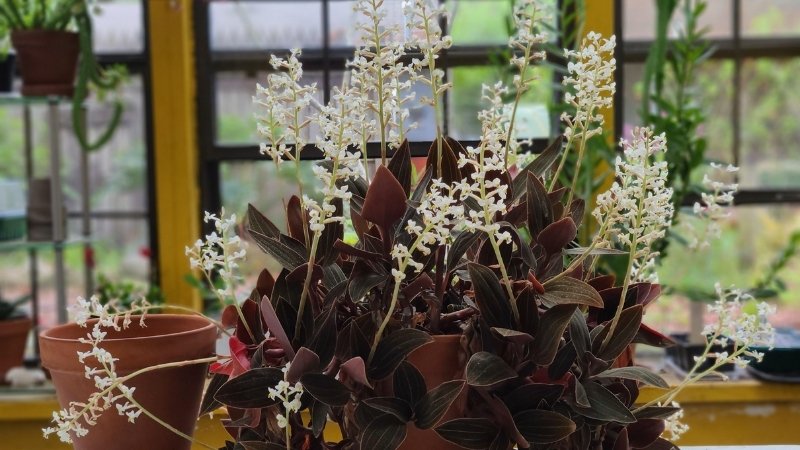 Hình ảnh hoa lan tuyết nhung 8 Hình ảnh hoa lan tuyết nhung 8