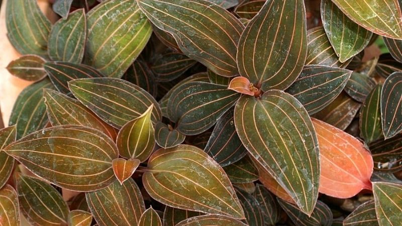 Phiến lá hình trái xoan với mặt trên mịn như nhung Phiến lá hình trái xoan với mặt trên mịn như nhung