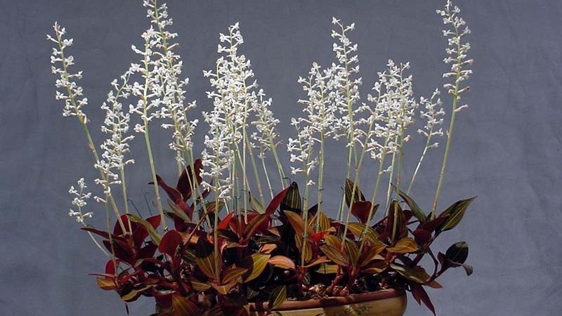 Hình ảnh hoa lan tuyết nhung 9 Hình ảnh hoa lan tuyết nhung 9