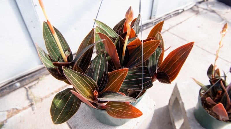 Hình ảnh hoa lan tuyết nhung 4 Hình ảnh hoa lan tuyết nhung 4