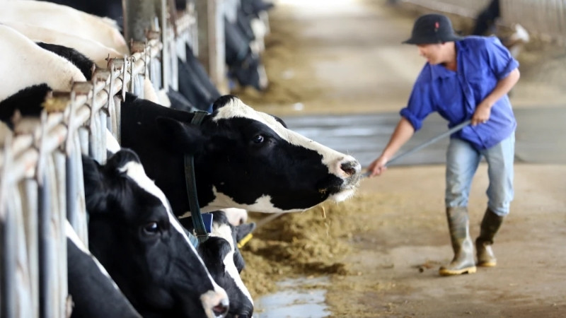 Trang trại bò sữa tại Mộc Châu Trang trại bò sữa tại Mộc Châu