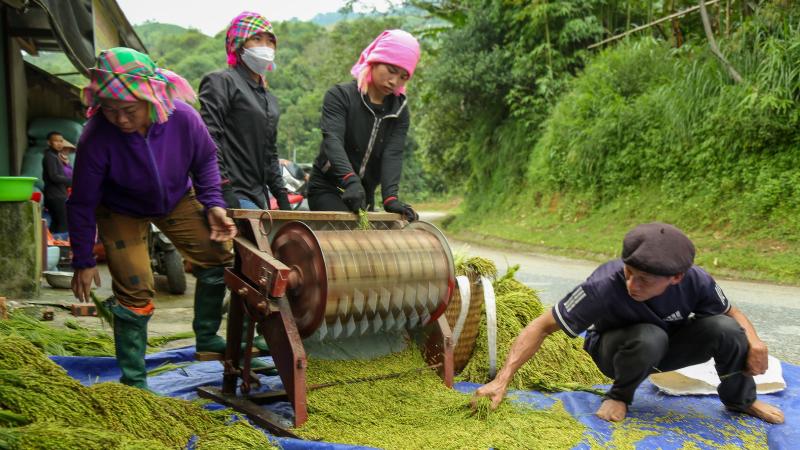 Đặc điểm nổi bật của cốm non Tây Bắc