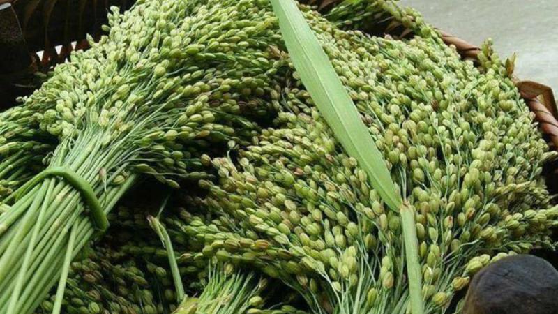 Cốm xanh Tây Bắc làm từ loại lúa gì?