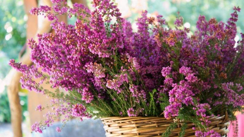 Hoa Thạch Nam có nguồn gốc từ châu Âu, chủ yếu là Scotland Hoa Thạch Nam có nguồn gốc từ châu Âu, chủ yếu là Scotland