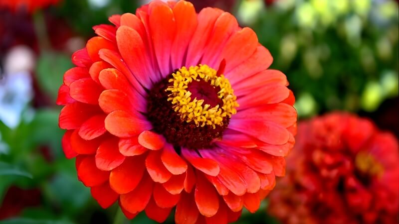 Ý nghĩa của hoa Cúc Ngũ Sắc Ý nghĩa của hoa Cúc Ngũ Sắc