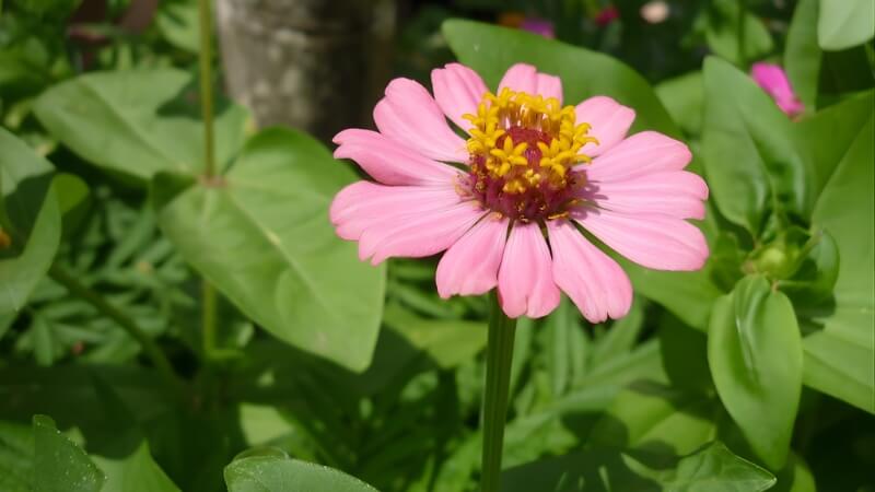 Cúc Ngũ Sắc bung nở, tô điểm góc nhỏ trong nhà. Cúc Ngũ Sắc bung nở, tô điểm góc nhỏ trong nhà.