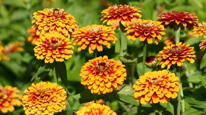 Hoa Cúc Ngũ Sắc khoe sắc dưới ánh nắng nhẹ. Hoa Cúc Ngũ Sắc khoe sắc dưới ánh nắng nhẹ.