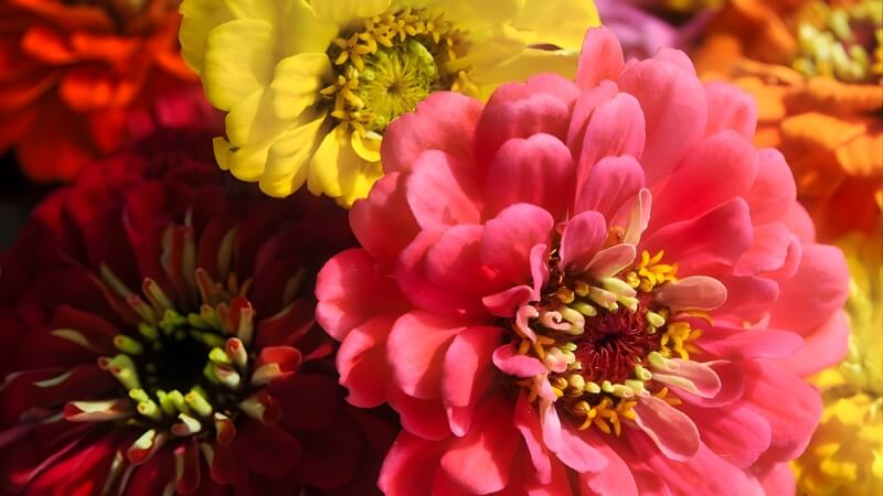 Cận cảnh hoa Cúc Ngũ Sắc rực rỡ trong vườn Cận cảnh hoa Cúc Ngũ Sắc rực rỡ trong vườn