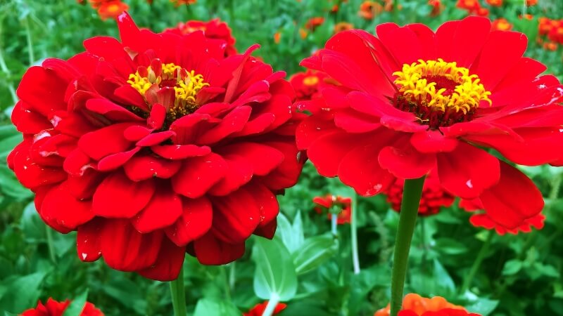 Sắc màu rực rỡ của cúc zinnia giữa vườn xanh. Sắc màu rực rỡ của cúc zinnia giữa vườn xanh.