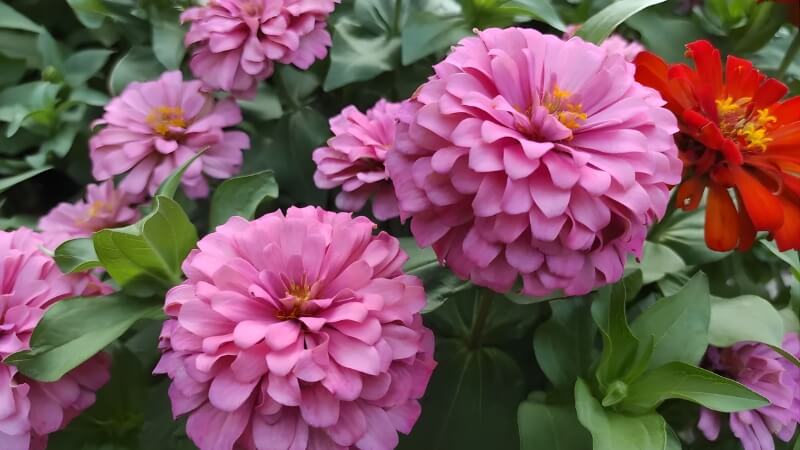 Những chùm hoa rực rỡ như cầu vồng thu nhỏ. Những chùm hoa rực rỡ như cầu vồng thu nhỏ.