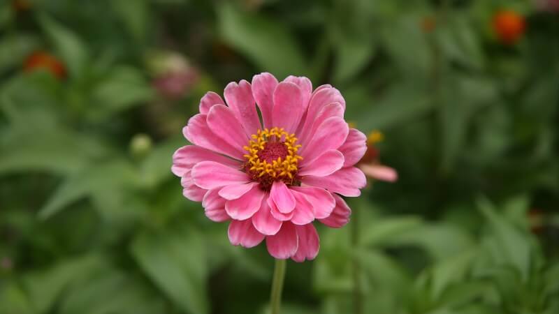 Một số bệnh thường gặp và cách phòng trừ Một số bệnh thường gặp và cách phòng trừ