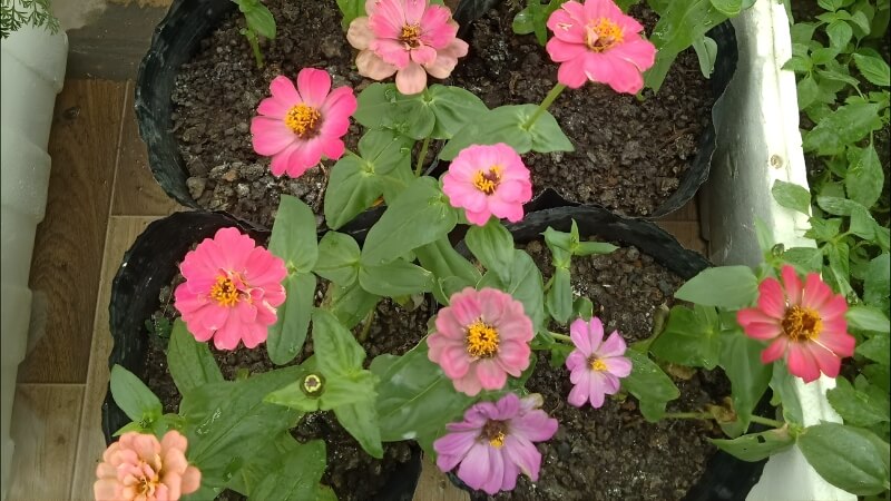 Hướng dẫn trồng Cúc Ngũ Sắc (Zinnia) từ hạt Hướng dẫn trồng Cúc Ngũ Sắc (Zinnia) từ hạt