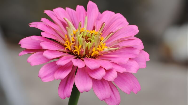 Hoa Cúc Ngũ Sắc trong giỏ treo đầy sinh khí. Hoa Cúc Ngũ Sắc trong giỏ treo đầy sinh khí.