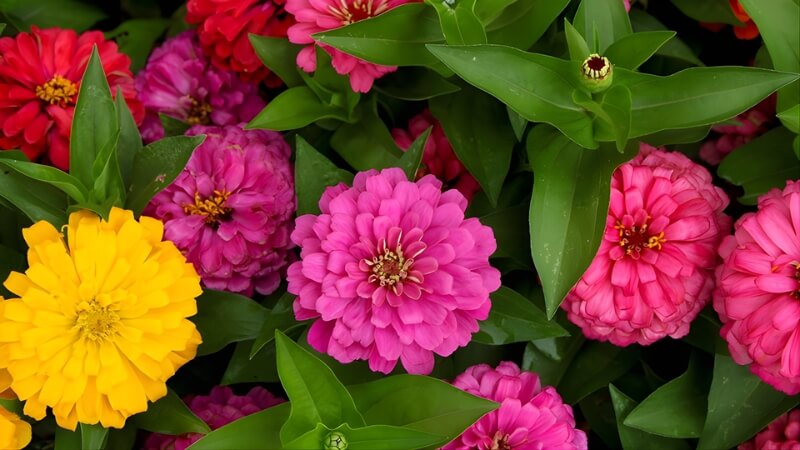 Vẻ đẹp tươi mới của hoa cánh giấy Zinnia. Vẻ đẹp tươi mới của hoa cánh giấy Zinnia.