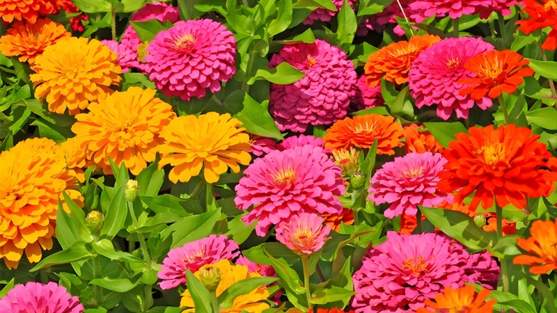 Cận cảnh cánh hoa mỏng xếp lớp tinh tế. Cận cảnh cánh hoa mỏng xếp lớp tinh tế.