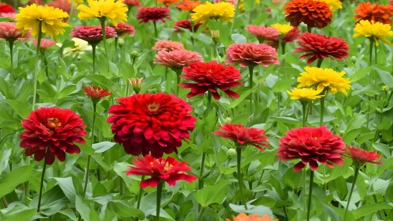 Cúc zinnia nở quanh năm, làm sáng không gian vườn. Cúc zinnia nở quanh năm, làm sáng không gian vườn.