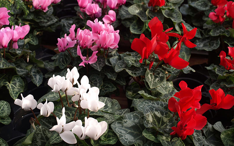 3 màu đặc trưng của Hoa Tiên Khách Lai 3 màu đặc trưng của Hoa Tiên Khách Lai