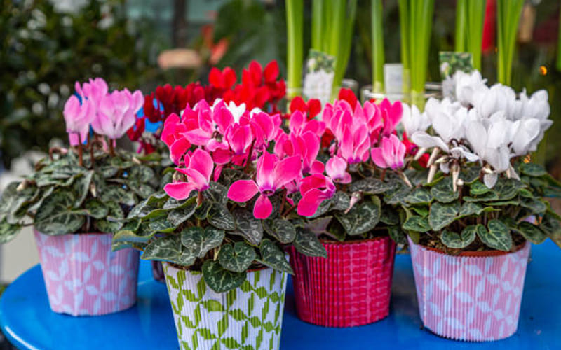 Các chậu Hoa Tiên Khách Lai Các chậu Hoa Tiên Khách Lai