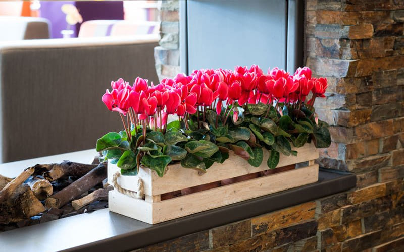 Hoa Tiên Khách Lai tăng thêm màu sắc cho không gian sống Hoa Tiên Khách Lai tăng thêm màu sắc cho không gian sống