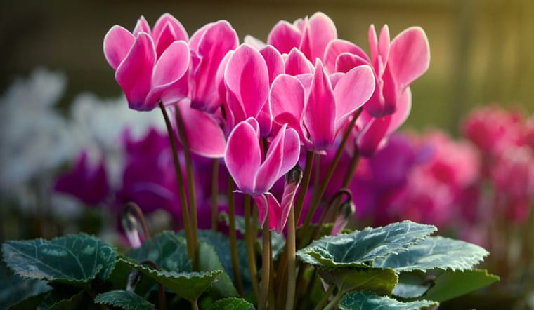 Tìm hiểu về loài hoa tiên khách lai đẹp, được ưa chuộng