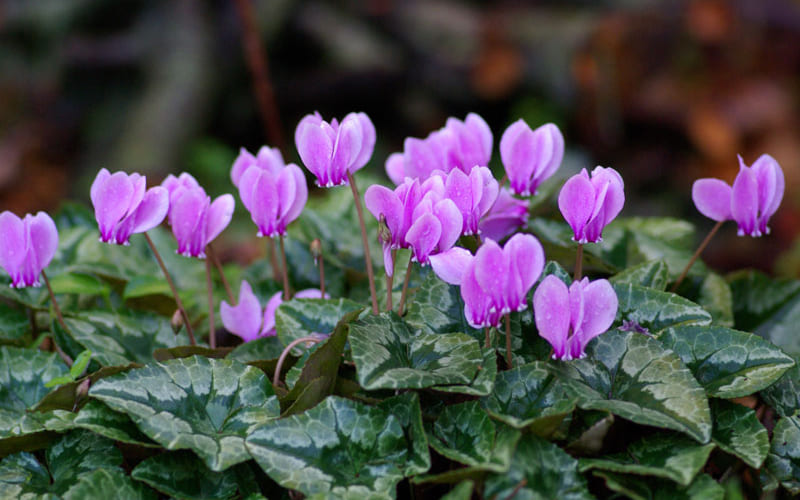 Hoa Tiên Khách Lai sắc tím nhẹ dịu mắt Hoa Tiên Khách Lai sắc tím nhẹ dịu mắt